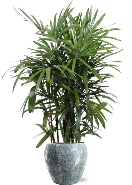 Rhapis Excelsa – Ø27cm – ↕120cm + Doug Pot D29x26cm – Grau Weiß