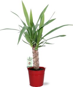 Yucca – Ø12cm – ↕50cm + Emmer D12,5×11,5cm – Rot