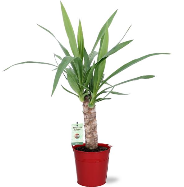 Yucca – Ø12cm – ↕50cm + Emmer D12,5×11,5cm – Rot