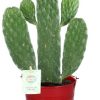 Opuntia Rubescens Consolea – Ø12cm – ↕35cm + Emmer D12,5×11,5cm – Rot