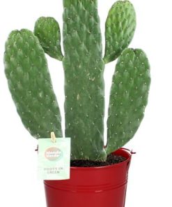 Opuntia Rubescens Consolea – Ø12cm – ↕35cm + Emmer D12,5×11,5cm – Rot