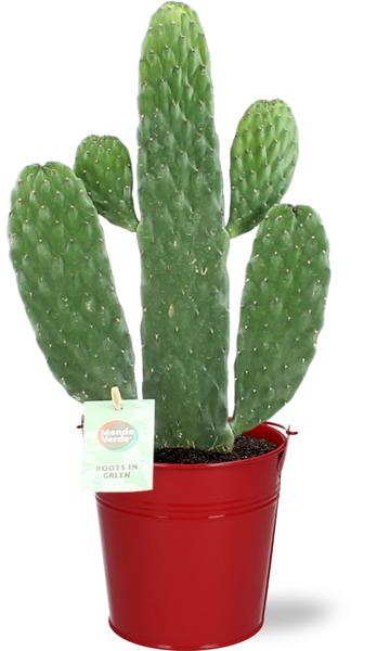 Opuntia Rubescens Consolea – Ø12cm – ↕35cm + Emmer D12,5×11,5cm – Rot