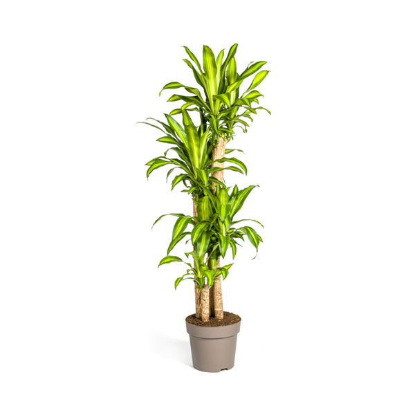 Dracaena Fragrans Massangeana Ø30cm – ↕180cm