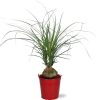 Beaucarnea Nolina Recurvata – Ø12cm – ↕45cm + Emmer D12.5×11.5cm – Rot