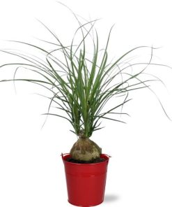 Beaucarnea Nolina Recurvata – Ø12cm – ↕45cm + Emmer D12.5×11.5cm – Rot