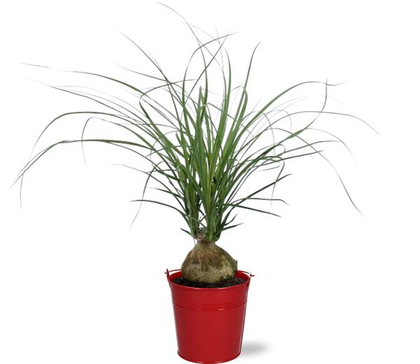 Beaucarnea Nolina Recurvata – Ø12cm – ↕45cm + Emmer D12.5×11.5cm – Rot