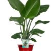 Strelitzia Nicolai – Ø19cm – ↕90cm + Emmer D20x18,5cm – Rot