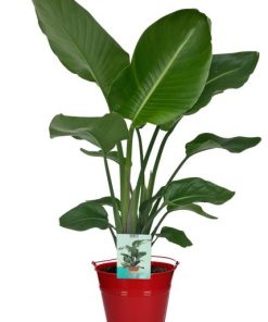 Strelitzia Nicolai – Ø19cm – ↕90cm + Emmer D20x18,5cm – Rot