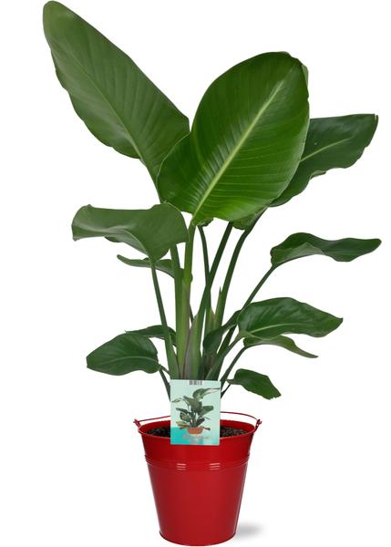 Strelitzia Nicolai – Ø19cm – ↕90cm + Emmer D20x18,5cm – Rot