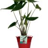 Alocasia Zebrina – Ø19cm – ↕75cm + Emmer D20x18,5cm – Rot