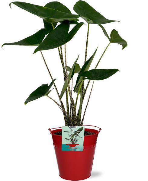 Alocasia Zebrina – Ø19cm – ↕75cm + Emmer D20x18,5cm – Rot