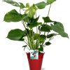 Monstera Deliciosa – Ø19cm – 60cm + Emmer D20x18,5cm – Rot