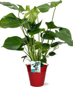 Monstera Deliciosa – Ø19cm – 60cm + Emmer D20x18,5cm – Rot