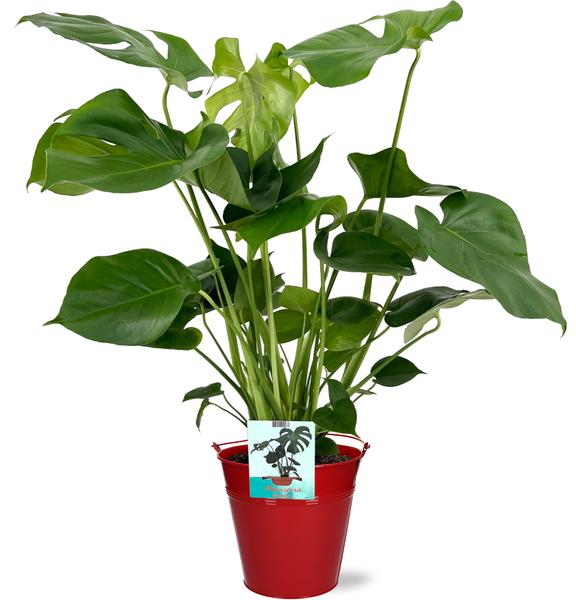 Monstera Deliciosa – Ø19cm – 60cm + Emmer D20x18,5cm – Rot