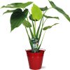 Alocasia Cucullata – Ø19cm – ↕55cm + Emmer D20x18,5cm – Rot