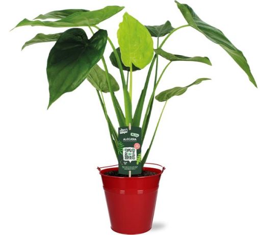 Alocasia Cucullata - Ø19cm - ↕55cm + Emmer D20x18,5cm - Rot