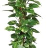 Epipremnum Aureum Mosstok – Ø19cm – ↕80cm + Emmer D20x18,5cm – Rot