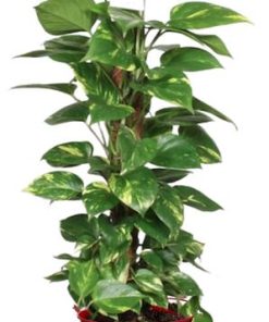 Epipremnum Aureum Mosstok – Ø19cm – ↕80cm + Emmer D20x18,5cm – Rot