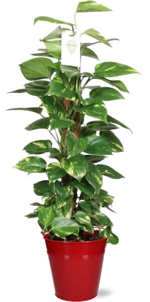 Epipremnum Aureum Mosstok – Ø19cm – ↕80cm + Emmer D20x18,5cm – Rot