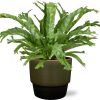 Asplenium Nidus Crissie – Ø17cm – ↕40cm + Erik Pot D18x15cm – Dunkelgrün