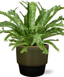 Asplenium Nidus Crissie – Ø17cm – ↕40cm + Erik Pot D18x15cm – Dunkelgrün