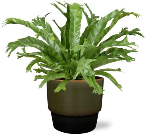 Asplenium Nidus Crissie - Ø17cm - ↕40cm + Erik Pot D18x15cm - Dunkelgrün