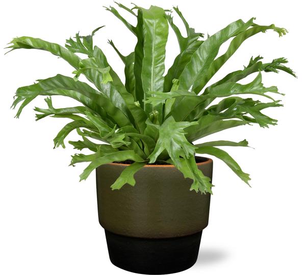 Asplenium Nidus Crissie – Ø17cm – ↕40cm + Erik Pot D18x15cm – Dunkelgrün