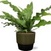Microsorum Diversifolium – Ø17cm – ↕45cm + Erik Pot D18x15cm – Dunkelgrün