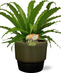 Asplenium Osaka – Ø17cm – ↕40cm + Erik Pot D18x15cm – Dunkelgrün