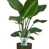 Strelitzia Nicolai – Ø19cm – ↕90cm + Erik Pot D20x18cm – Dunkelgrün