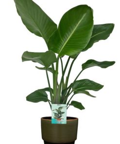 Strelitzia Nicolai – Ø19cm – ↕90cm + Erik Pot D20x18cm – Dunkelgrün