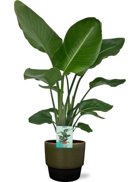 Strelitzia Nicolai – Ø19cm – ↕90cm + Erik Pot D20x18cm – Dunkelgrün