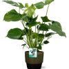 Monstera Deliciosa – Ø19cm – 60cm + Erik Pot D20x18cm – Dunekgrün