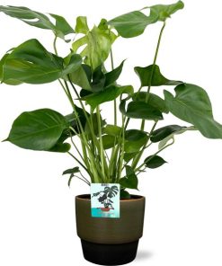 Monstera Deliciosa – Ø19cm – 60cm + Erik Pot D20x18cm – Dunekgrün