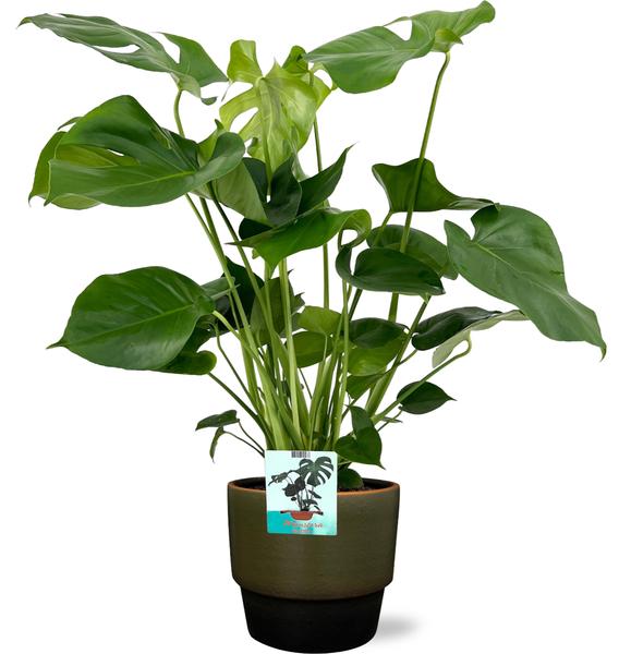 Monstera Deliciosa – Ø19cm – 60cm + Erik Pot D20x18cm – Dunekgrün