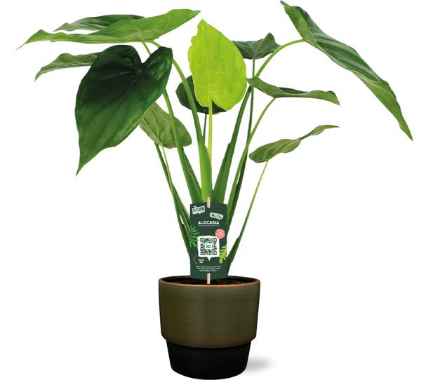 Alocasia Cucullata – Ø19cm – ↕55cm + Erik Pot D20x18cm – Dunkelgrün