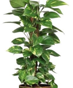 Epipremnum Aureum Mosstok – Ø19cm – ↕80cm + Erik Pot D20x18cm – Dunkelgrün