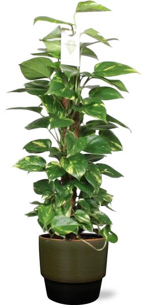 Epipremnum Aureum Mosstok – Ø19cm – ↕80cm + Erik Pot D20x18cm – Dunkelgrün