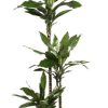 Dracaena Janet Lind – Ø24cm – ↕130cm + Erik Pot D26x23cm – Dunkelgrün