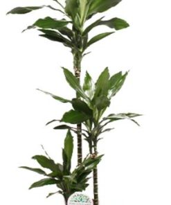 Dracaena Janet Lind – Ø24cm – ↕130cm + Erik Pot D26x23cm – Dunkelgrün