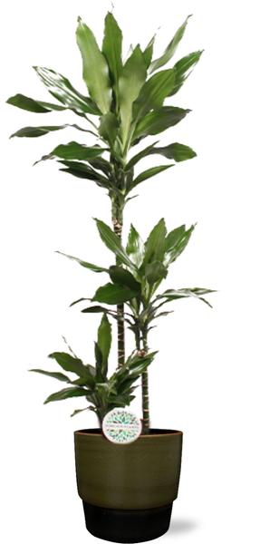 Dracaena Janet Lind – Ø24cm – ↕130cm + Erik Pot D26x23cm – Dunkelgrün