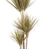 Dracaena Bicolor – Ø24cm – ↕115cm + Erik Pot D26x23cm – Dunkelgrün