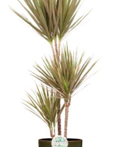 Dracaena Bicolor – Ø24cm – ↕115cm + Erik Pot D26x23cm – Dunkelgrün