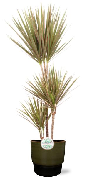 Dracaena Bicolor – Ø24cm – ↕115cm + Erik Pot D26x23cm – Dunkelgrün