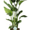 Strelitzia Nicolai – Ø24cm – ↕110cm + Erik Pot D26x23cm – Dunkelgrün