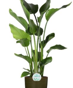 Strelitzia Nicolai – Ø24cm – ↕110cm + Erik Pot D26x23cm – Dunkelgrün