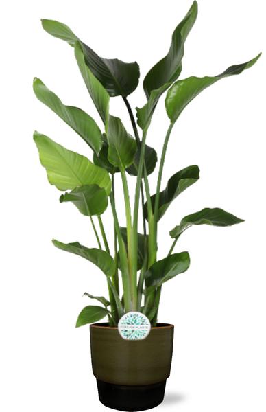 Strelitzia Nicolai – Ø24cm – ↕110cm + Erik Pot D26x23cm – Dunkelgrün