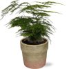 Asparagus Setaceus – Ø12cm – ↕28cm + Invorno Pot D13,5×12,5cm – Natürlich