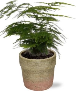 Asparagus Setaceus – Ø12cm – ↕28cm + Invorno Pot D13,5×12,5cm – Natürlich