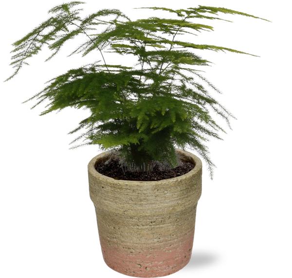 Asparagus Setaceus – Ø12cm – ↕28cm + Invorno Pot D13,5×12,5cm – Natürlich